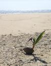 A coconut sprouting on Limu Island